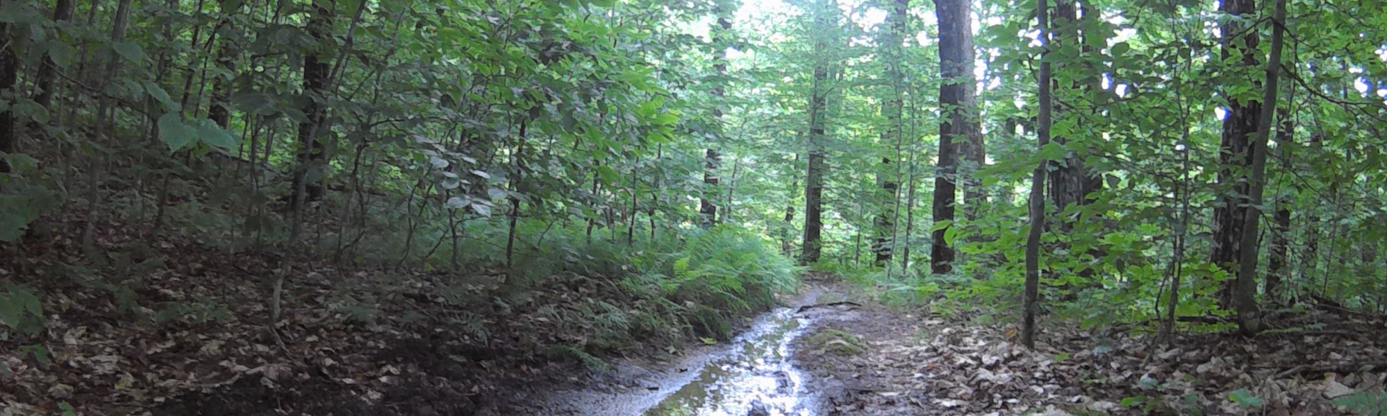 A muddy trail in the woods