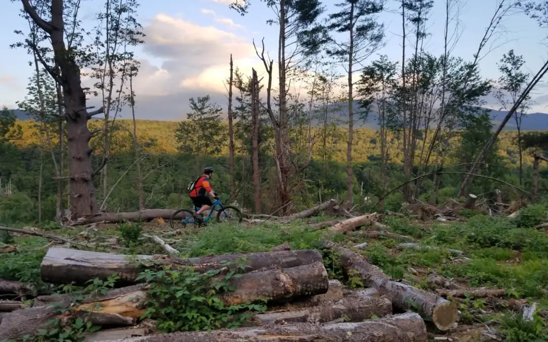 Birds, Trails, and Forestry: How Are They Connected?